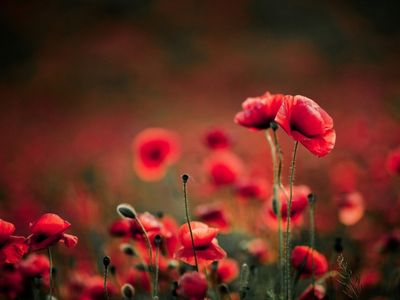 zoon valérie crevel